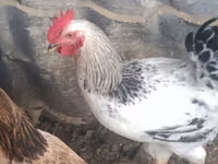 Chickens — 1-rasm
