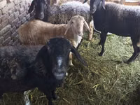 Sheep (batch, sex not specified), Sheep — photo 3