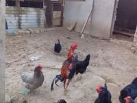 Chickens — foto 5