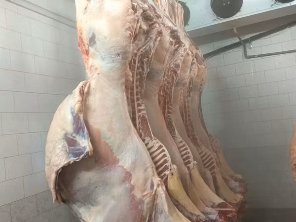 Мясо. конина халяль в полутушах