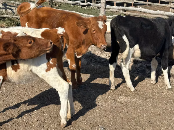 Vache, Bovins