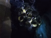 Ducks — zdjęcie 3