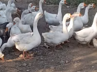 Geese — zdjęcie 2