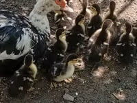 Ducks — foto 2