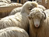 ცხვარი, Bessarabian sheep — ფოტო 2