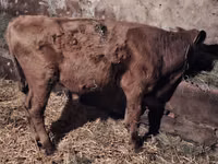 Bull, Simmental cattle — photo 5