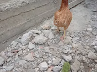 Chickens — الصورة 3
