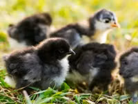 Shamo chickens — photo 7