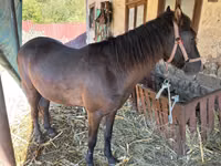 Jument, Chevaux — photo 2