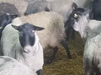 Brebis, Romanov sheep — photo 5