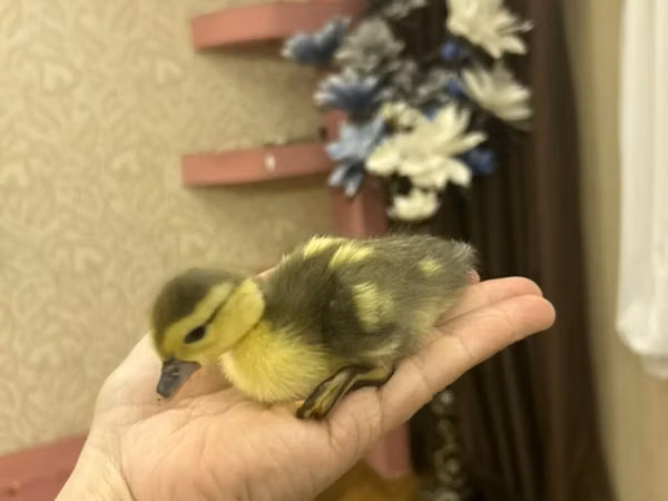 Ducks