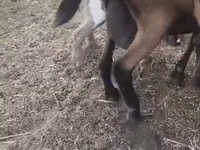 Dişi keçi, Czech Brown Shorthaired goats — foto 2