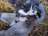 Alman Pekin — foto 3