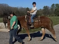 Caballo, Mule — foto 8