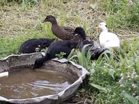 Ducks — photo 8