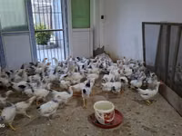 Chickens — foto 5