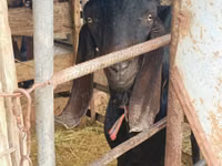ஆண் வெள்ளாடு, Kamori goats — புகைப்படம் 3