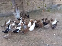 Ducks — Foto 1