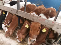 Taureau, Simmental cattle — photo 1