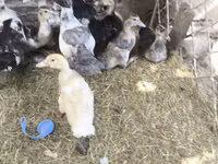 Ducks — foto 2