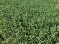 Yonca balyası - Məhsul: Yonca (Medicago sativa) – sahədən presslənmiş — сүрөт 3