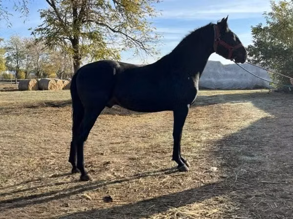 At, Nonius horse