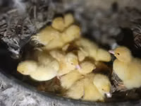 Ducks — Foto 1