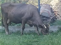 Vaca, Swiss cattle — foto 1