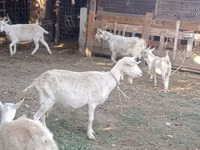 பெண் வெள்ளாடு, Dutch Landrace goats — புகைப்படம் 7