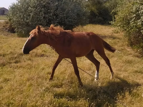 Cheval, Azerbaijan horse