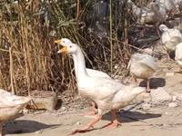 Geese — foto 3