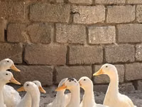 Deutscher Pekin — Foto 2