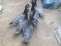 Domestic Muscovy — 3-rasm