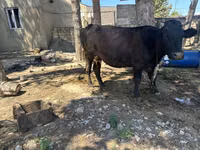 Krava, Skot — foto 2