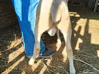 Widder, Dorper sheep — Foto 3