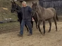 Cavalo, Black Sea breed — foto 8