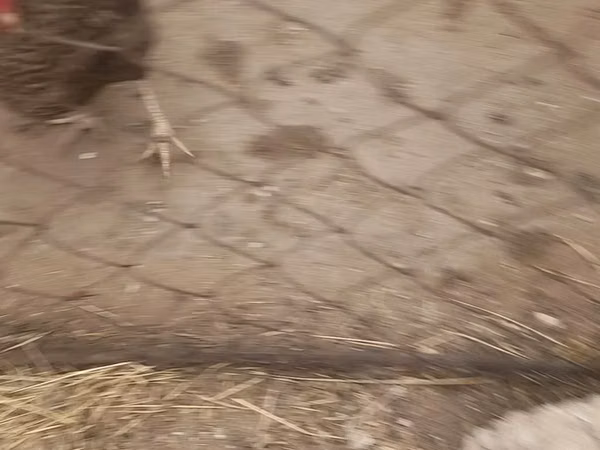 Chickens — Azerbaïdjan