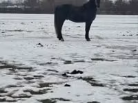 At, Lipizzaner — foto 1