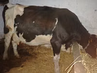Vaca, Russian Black pied cattle — foto 2