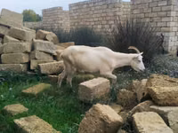 Goat, Goats — photo 4