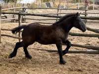 母马, Horses — 照片 2