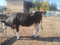 雌牛, Russian Black pied cattle — 写真 7