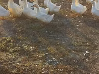 Ducks — புகைப்படம் 1