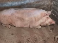 Knur, Świnie — zdjęcie 3