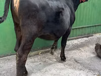 Vache, Race Alatauskaya — photo 4