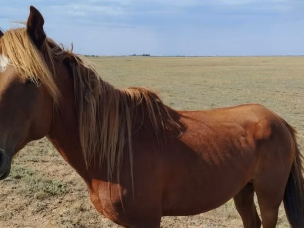 公马, Kazakh horse