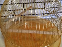 Qızılı rəngdə dairəvi quş qəfəsi - Material: metal tel konstruksiya — 照片 2