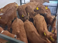 ხარი, Simmental cattle — ფოტო 1