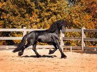 ცხენი, Friesian — ფოტო 2