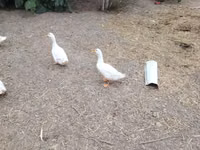 Německý pekin — foto 4